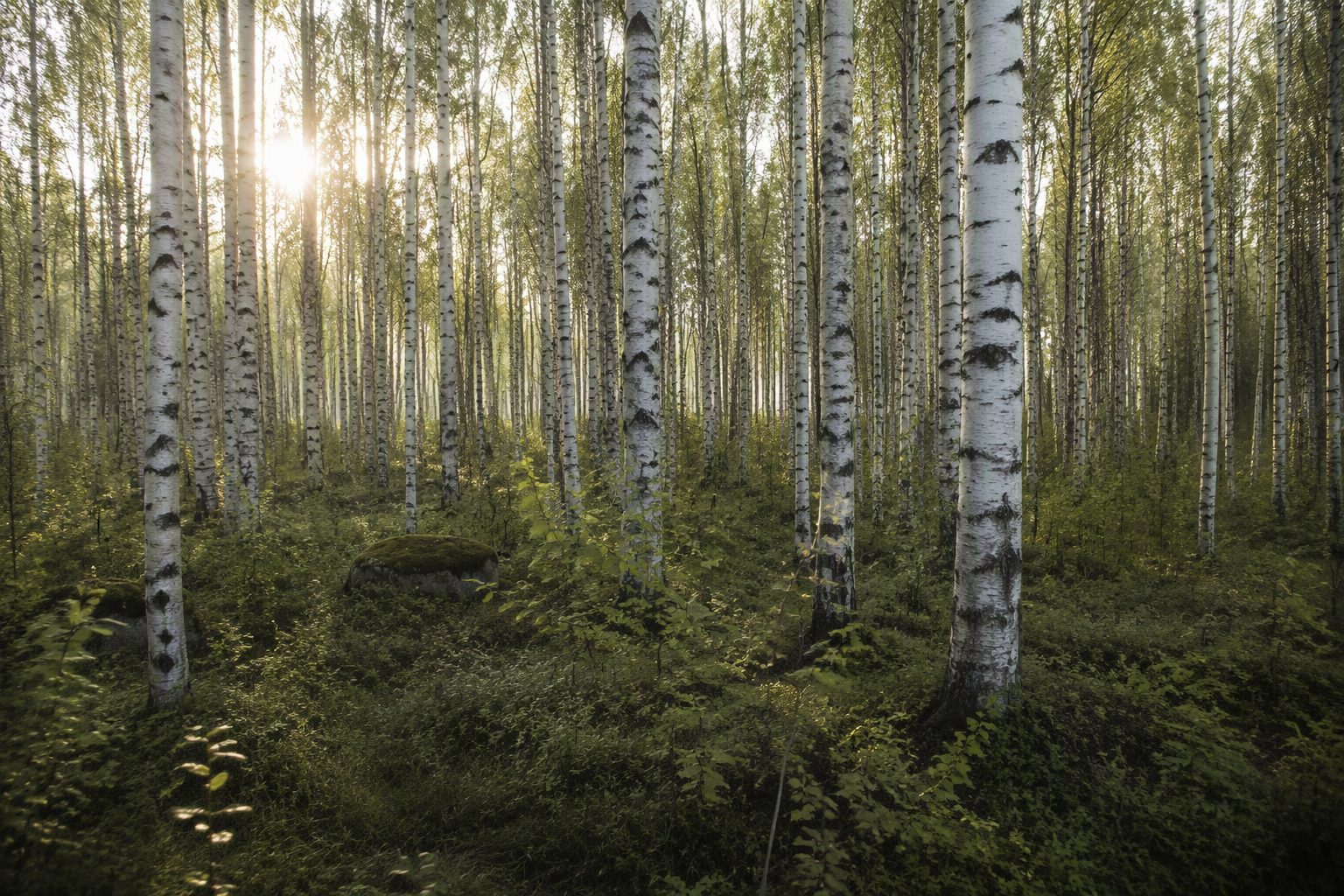Birch forest